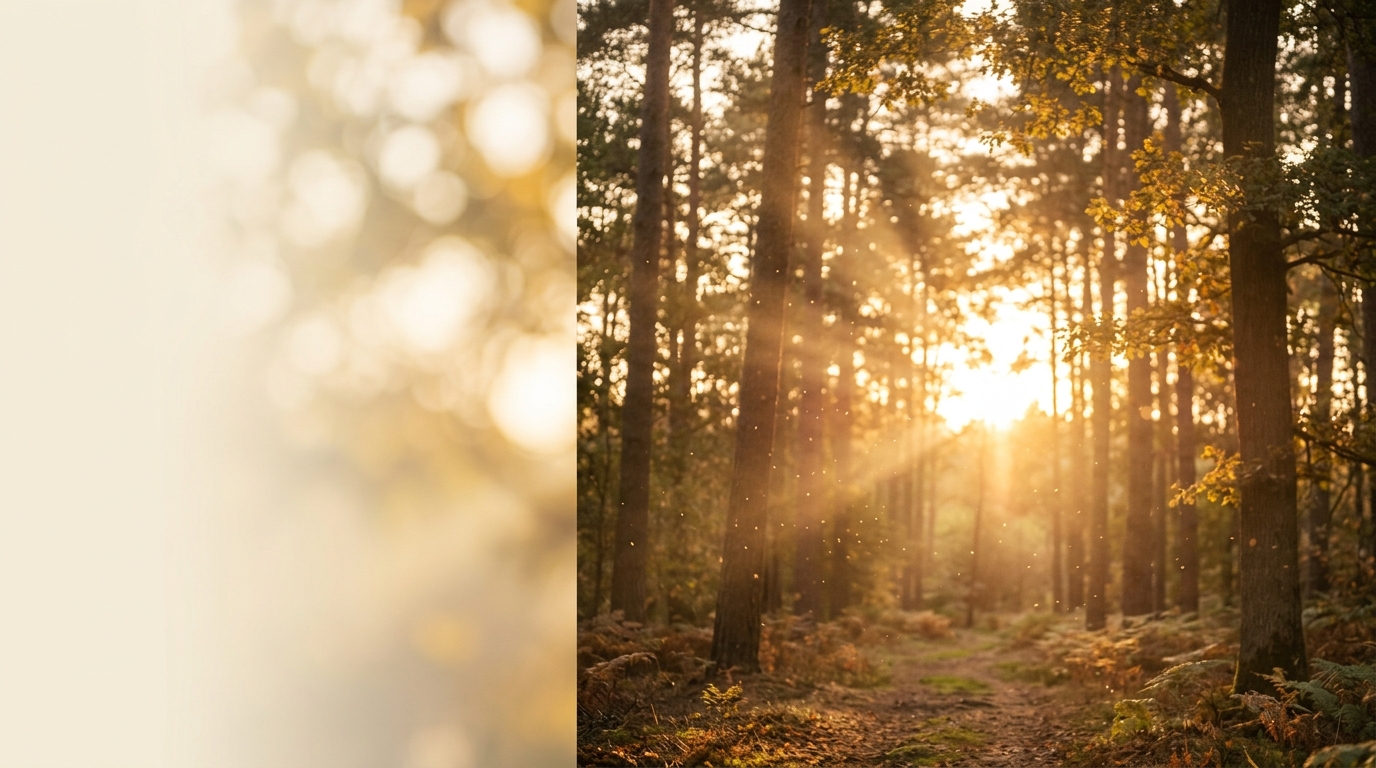 Forest path with golden light